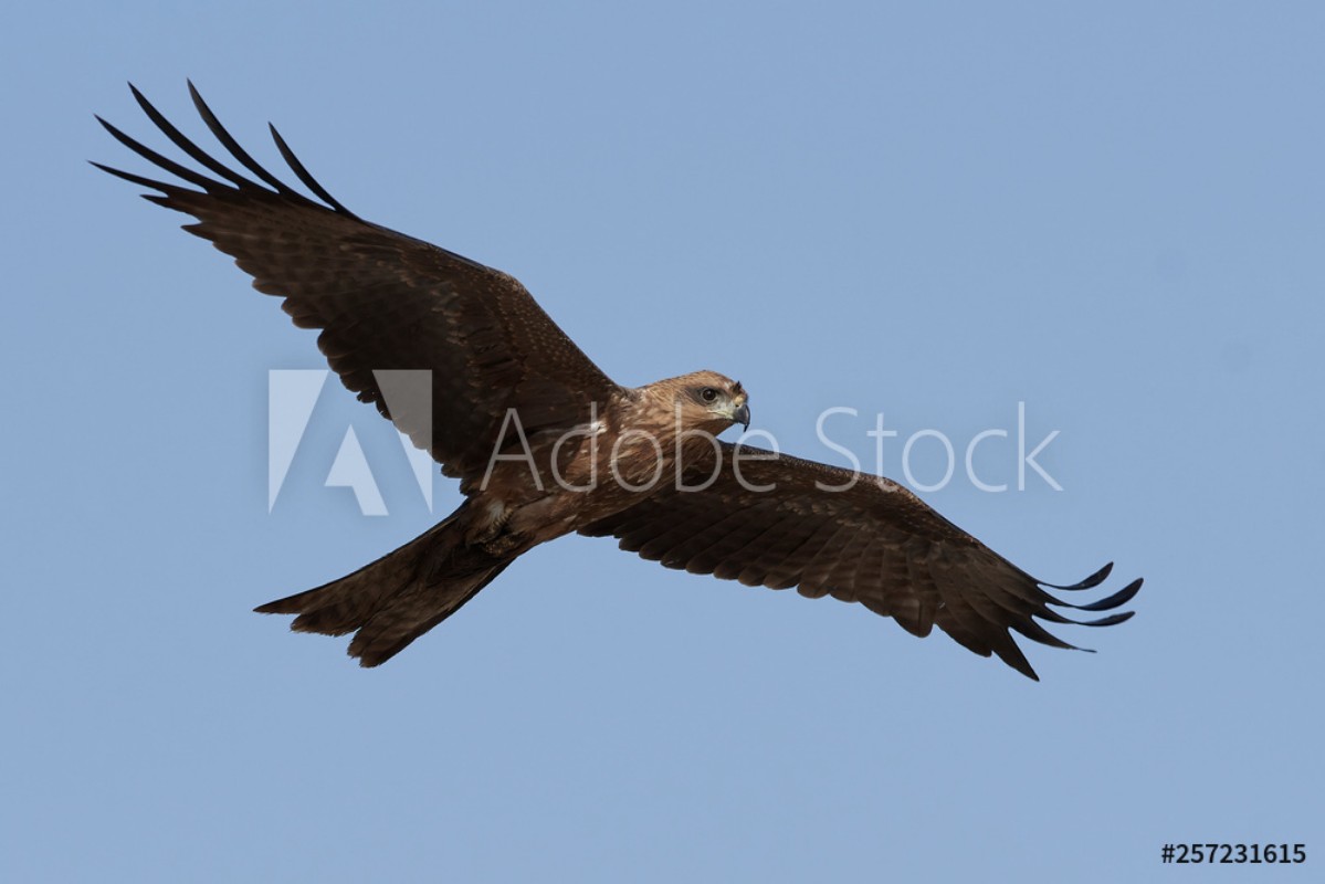 Picture of Black kite Milvus migrans